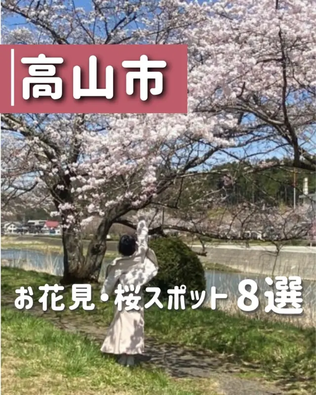 ◀高山市の桜スポット8選🌸
┈┈┈┈┈┈┈┈
高山市の桜満開予想は、
4月中旬〜下旬🌸🍃⭐︎

4月14日・15日の春の高山祭は「つぼみ」の状態ですので、祭以降にお花見スポット巡りを
楽しめそうです🙌💞

桜の香りを楽しみつつ、満開の華やかな姿を
見る日が待ち遠しいですね！

ぜひ巡って楽しみましょう〜✩.*˚

┈(プロフィール)┈┈┈┈┈┈┈┈

岐阜をめぐる飛騨っ娘（@milei_travel）とは？
◎岐阜出身・飛騨高山育ちの20代
岐阜とお出かけが大好きな社会人です！
今日「どこに行こう？」を「動画』で解決💡´-
激選スポット＆岐阜の魅力を全力で届けます！

おすすめの場所も、ご意見お待ちしています！
▶一緒に岐阜の魅力を探していこう！

➘@milei_travel

┈┈┈┈┈┈┈┈┈┈

#お花見#桜スポット#桜の名所#高山市#飛騨高山#飛騨高山インスタアンバサダー