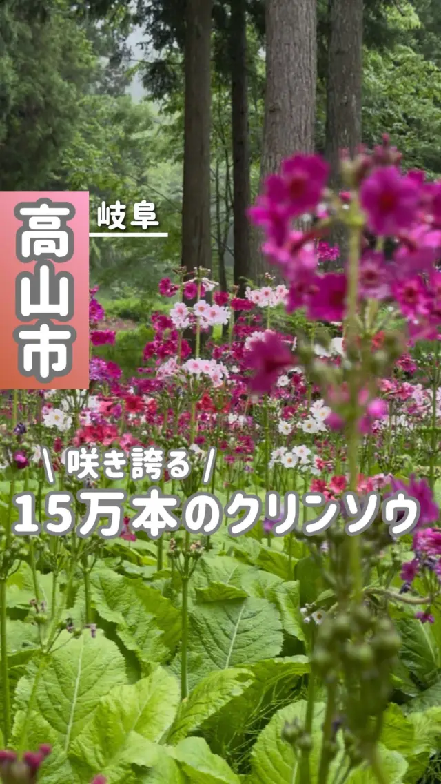 ◀15万本のクリンソウ❁⃘*.ﾟ見頃は6月15日まで！
⁡
📍: 花の森 四十八滝山野草園
【見頃期間】5月下旬〜6月中旬
︎︎︎︎☑︎ 清掃協力金
・大人300円
・小人100円
⁡
︎︎︎︎☑︎みれいの感想
⁡
山の斜面にピンクや白のクリンソウが咲き誇る
高山市のスポット🌸
⁡
名前の由来は、五重塔の先端にある「九輪」に
形が似ているからだそう💡´-
⁡
クリンソウの花言葉は、『幸せを重ねる』！
⁡
花と、木々に囲まれ散策する時間や
隣にいる大切な人と「お花綺麗やおね☺️」と、
話す時間。全てに幸せを感じられます💞
⁡
カエルが鳴く池もあって、自然を間近に感じられる
素敵な環境でした🐸✨
⁡
⁡
┈(プロフィール)┈┈┈┈┈┈┈┈
⁡
岐阜をめぐる飛騨っ娘（@milei_travel）とは？
◎岐阜出身・飛騨高山育ちの20代
岐阜とお出かけが大好きな社会人です！
今日「どこに行こう？」を「動画』で解決💡´-
激選スポット＆岐阜の魅力を全力で届けます！
⁡
おすすめの場所も、ご意見お待ちしています！
▶一緒に岐阜の魅力を探していこう！
⁡
➘@milei_travel
⁡
┈┈┈┈┈┈┈┈┈┈
⁡
#岐阜インスタ映え#九輪草#お花#クリンソウ#宇津江四十八滝#高山映えスポット#トレッキング#高山市#飛騨高山#飛騨高山インスタアンバサダー
